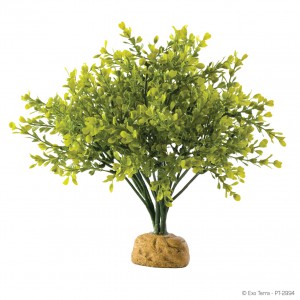 Exoterra Boxwood Bush