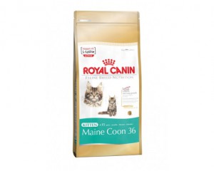 Royal Canin Maine Coon Kitten 36