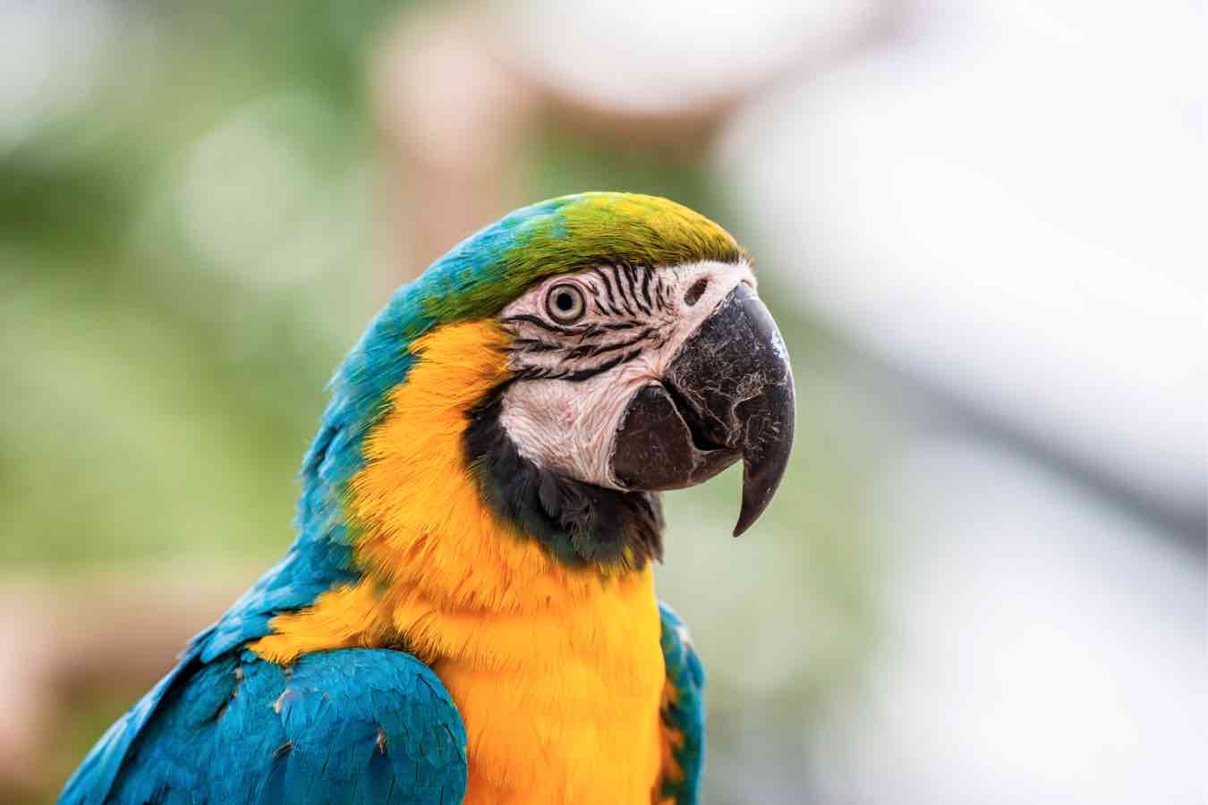 Mainstream Plaudern ara papegøje levetid Schön Voll Schlechter Faktor