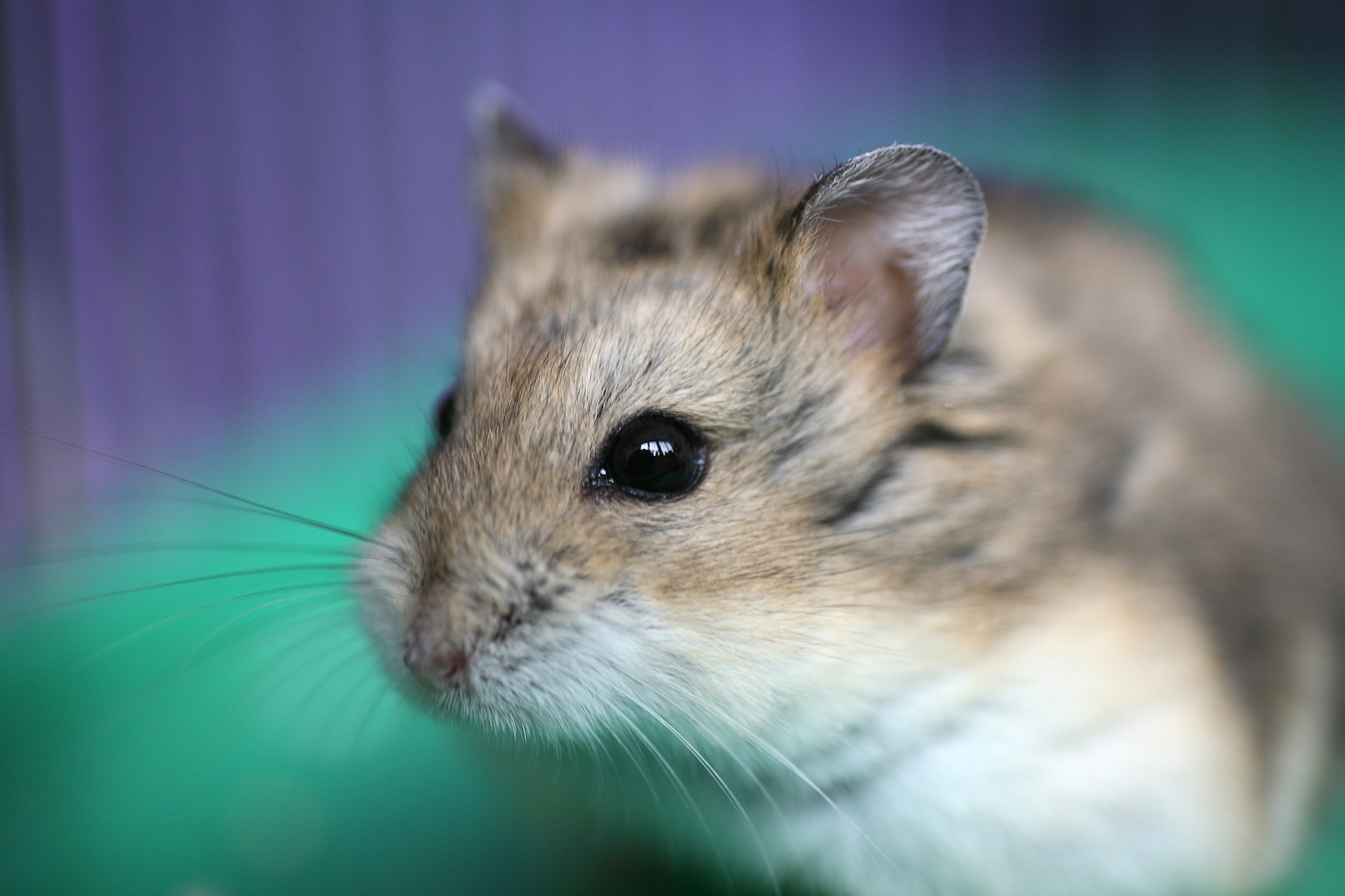 Hamster — Bonnie