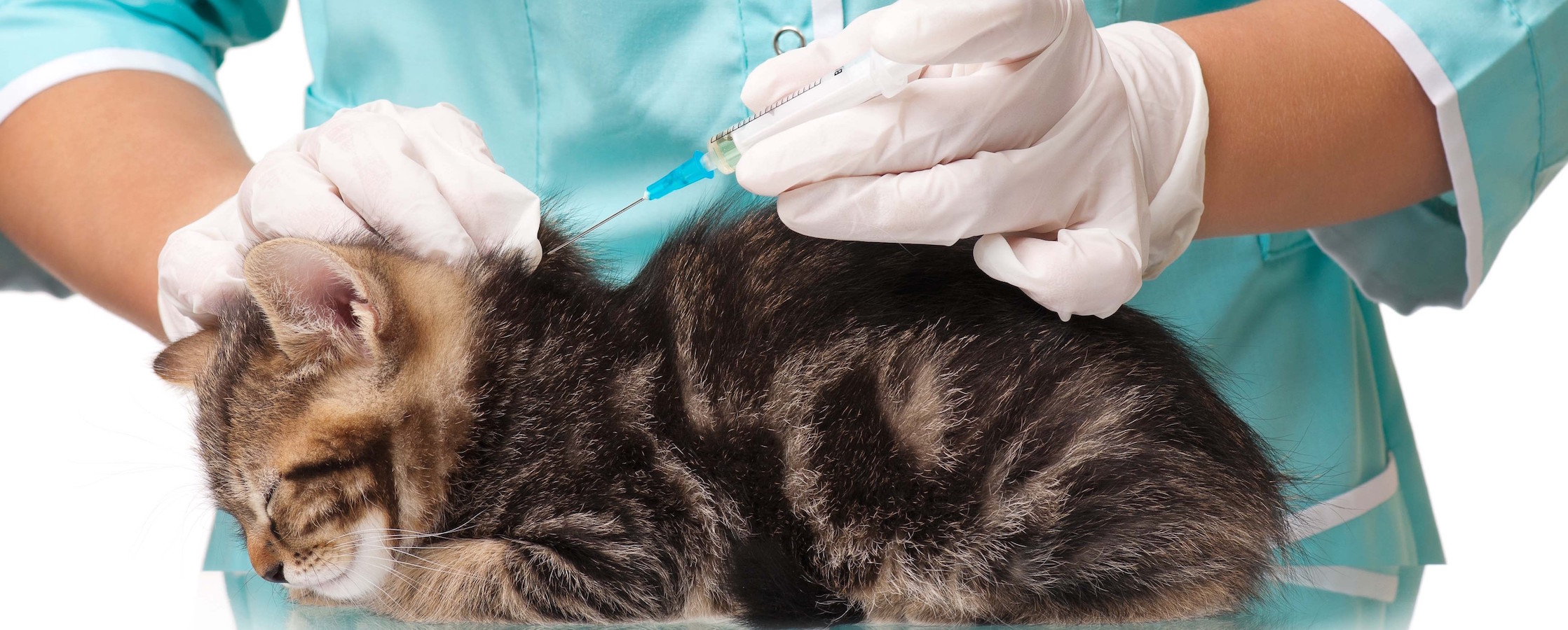 Сколько стоят прививки для кошек. Вакцинация кошек. Вакцинация ветклиника. Укол кошке. Вакцинация животных от бешенства.