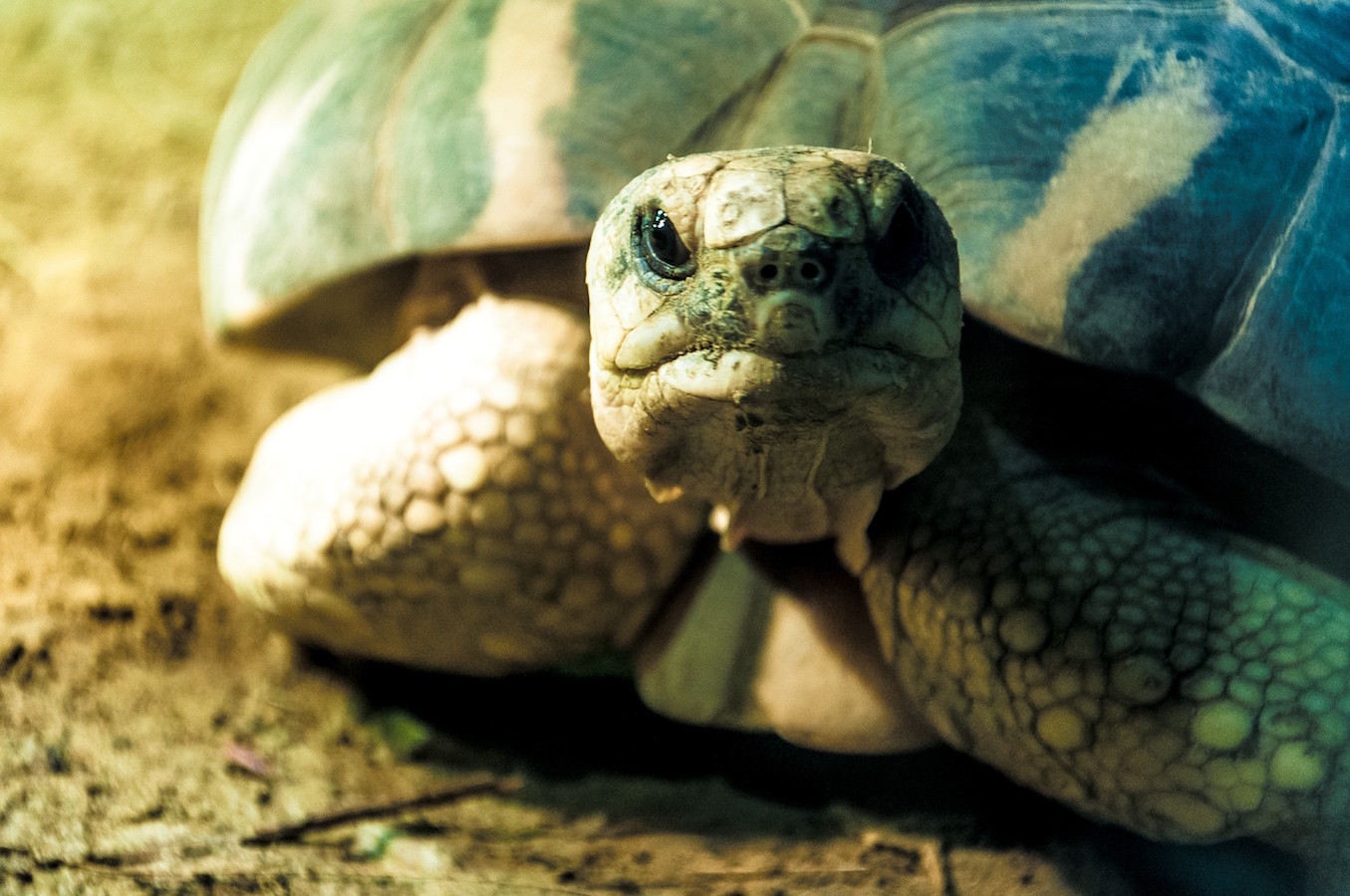 Skildpadde Tips — Dyrecenter